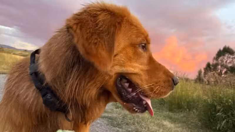 Dog Park At Gallatin County Regional Park (13 Acre w Pond) - Bozeman, MT