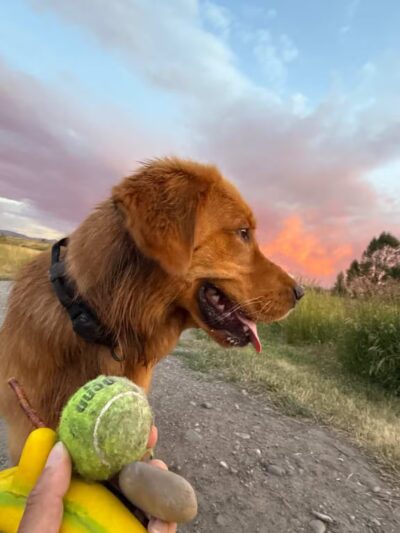 Dog Park At Gallatin County Regional Park (13 Acre w Pond) - Bozeman, MT