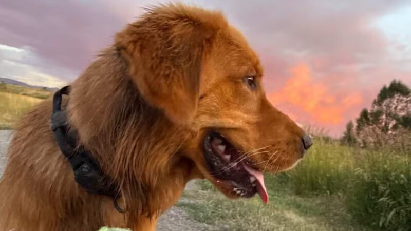 Dog Park At Gallatin County Regional Park (13 Acre w Pond) - Bozeman, MT