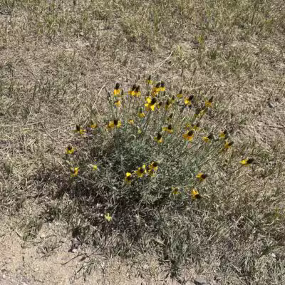 Snowfill - Bozeman, MT