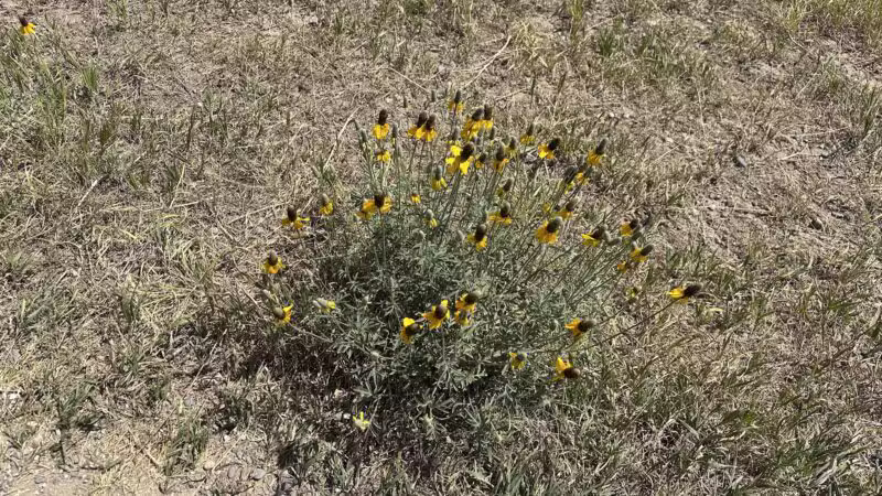 Snowfill - Bozeman, MT