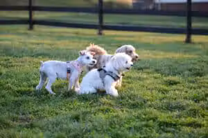 Creighton West Park Dog Park - Brambleton HOA - Brambleton, VA