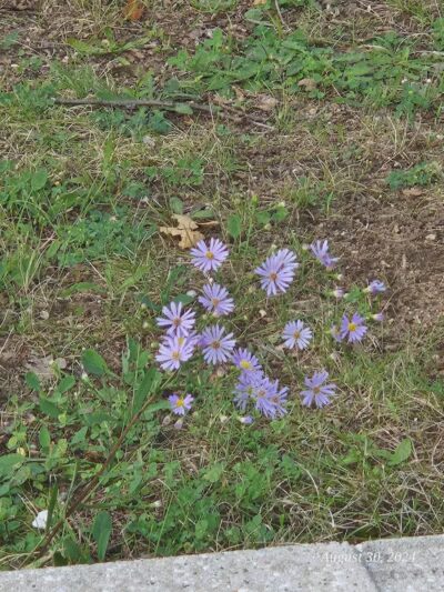 Baldwin Roadside Park MDOT - Branch Township, MI