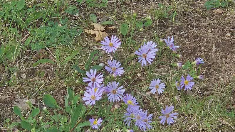 Baldwin Roadside Park MDOT - Branch Township, MI