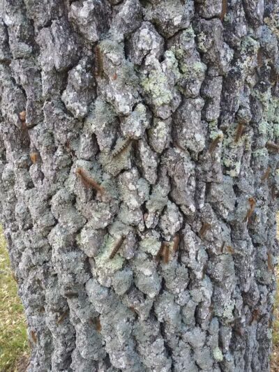 Baldwin Roadside Park MDOT - Branch Township, MI