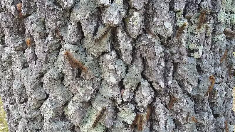 Baldwin Roadside Park MDOT - Branch Township, MI