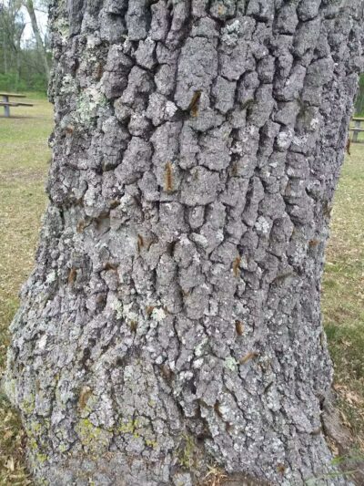 Baldwin Roadside Park MDOT - Branch Township, MI