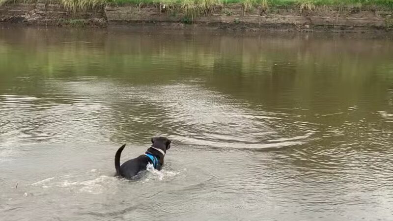 Big Sioux Recreation Area Dog Training Park - Brandon, SD