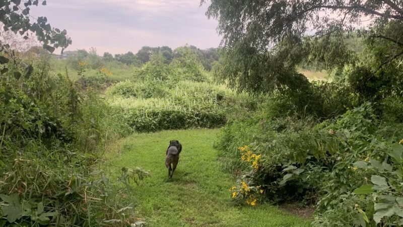 Big Sioux Recreation Area Dog Training Park - Brandon, SD