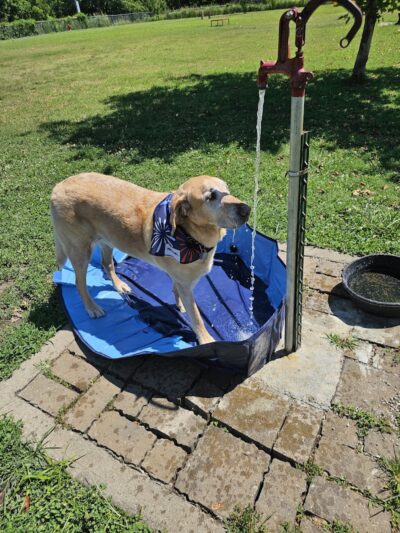 Elmo & Rosalea Marrs Memorial Dog Park - Branson, MO