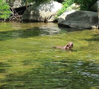 Elmo & Rosalea Marrs Memorial Dog Park - Branson, MO