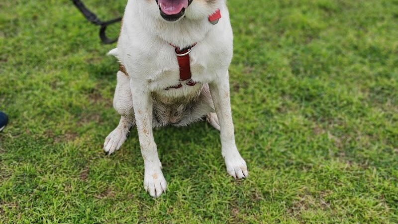 Elmo & Rosalea Marrs Memorial Dog Park - Branson, MO