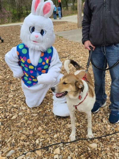 Elmo & Rosalea Marrs Memorial Dog Park - Branson, MO