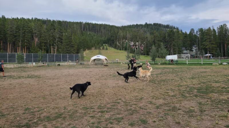 Carter Dog Park - Breckenridge, CO