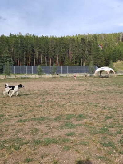 Carter Dog Park - Breckenridge, CO