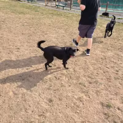 Carter Dog Park - Breckenridge, CO
