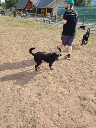 Carter Dog Park - Breckenridge, CO