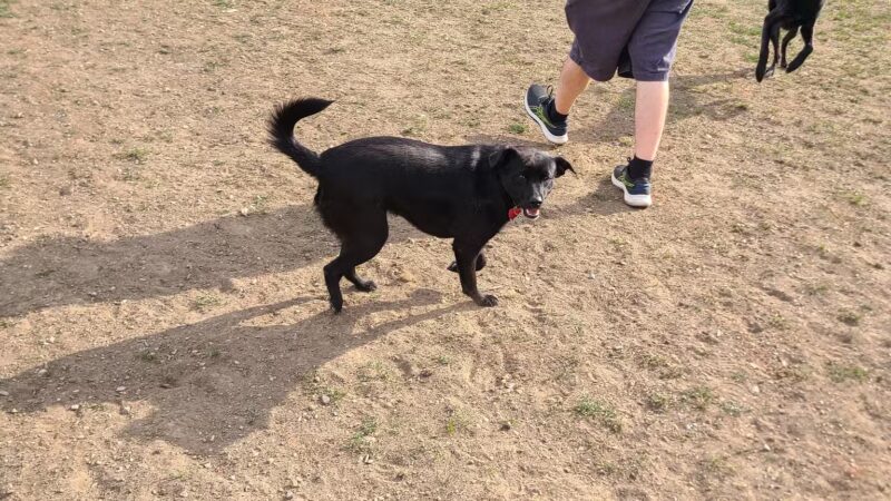 Carter Dog Park - Breckenridge, CO