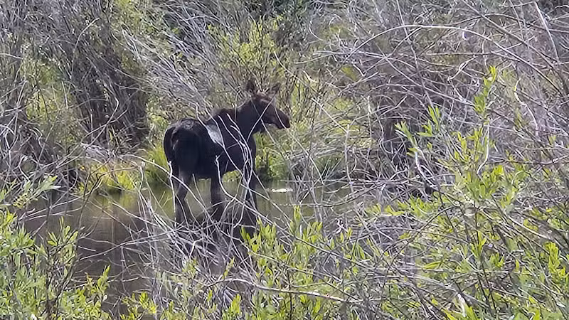 Jefferson Lake Trail - Breckenridge, CO