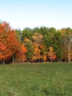 Breedsville Park - Breedsville,