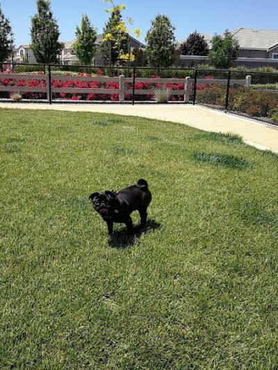 Dakota (Dog) Park - Brentwood, CA