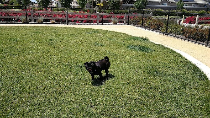 Dakota (Dog) Park - Brentwood, CA