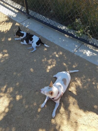 Dakota (Dog) Park - Brentwood, CA