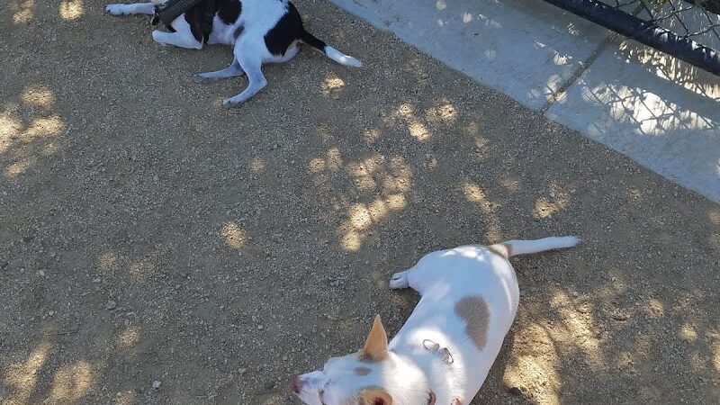 Dakota (Dog) Park - Brentwood, CA