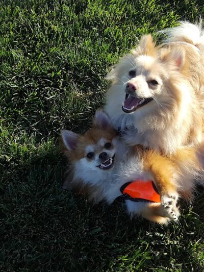 Dakota (Dog) Park - Brentwood, CA