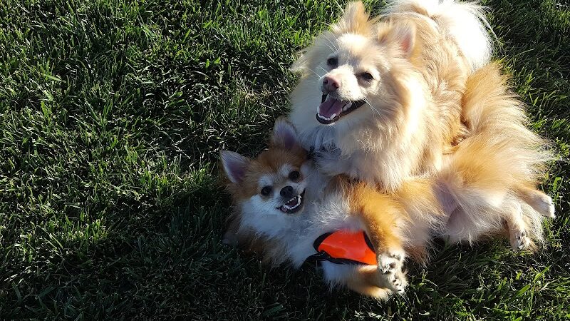 Dakota (Dog) Park - Brentwood, CA