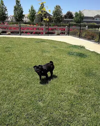 Dakota (Dog) Park - Brentwood, CA