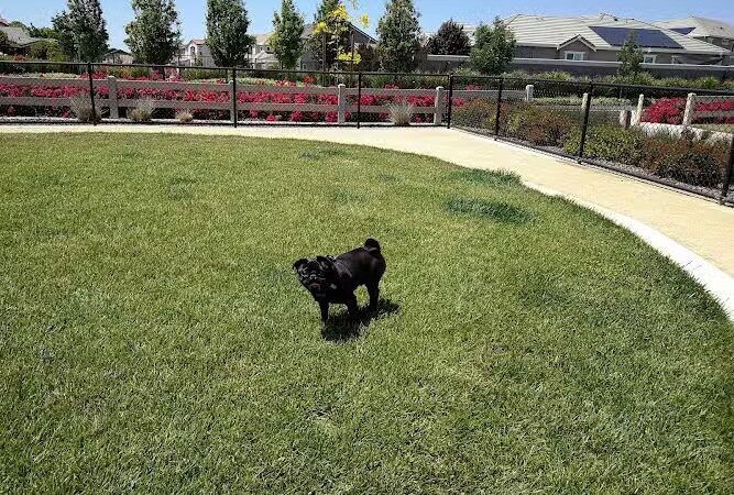 Dakota (Dog) Park - Brentwood, CA