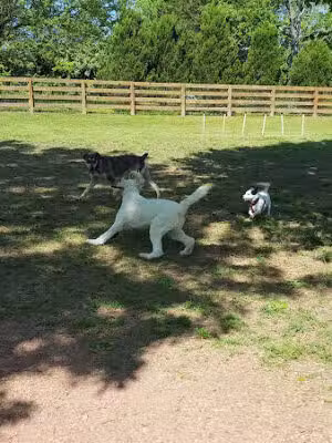 Miss Peggy's Bark Park (formerly Barkwood Dog Park) - Brentwood, TN