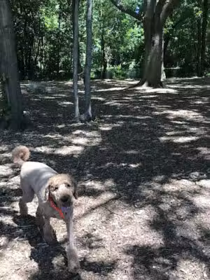 North End Dog Park - Bridgeport, CT