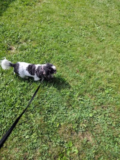 Davis Community Park - Bridgeport, MI