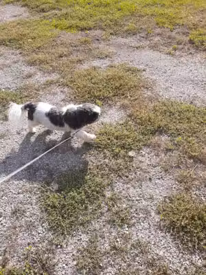 Davis Community Park - Bridgeport, MI