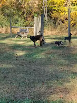Bridgeport Bark Park - Bridgeport, WV