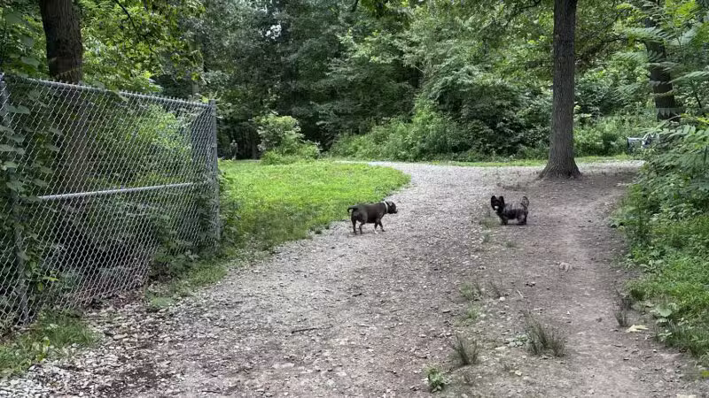 Bark Park: Off-Leash Dog Park & Nature Trail - Bridgeville, PA