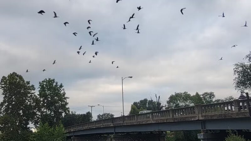 Edgebrier Park - Bridgewater, VA