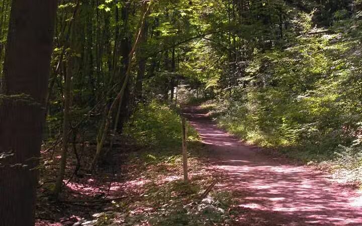 Birds of a Feather Lodge - Bridgman,