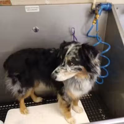 Paws To Wash - Bridgman,