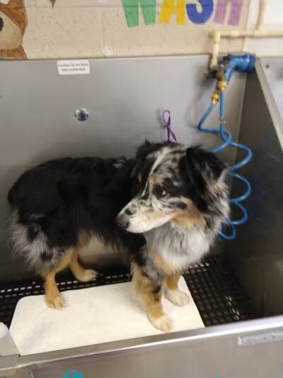 Paws To Wash - Bridgman,