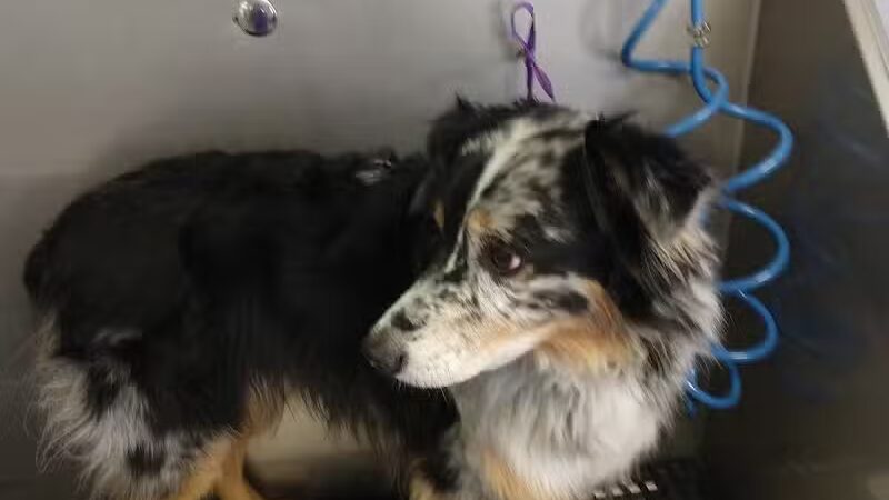 Paws To Wash - Bridgman,