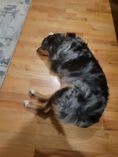 Paws To Wash - Bridgman,