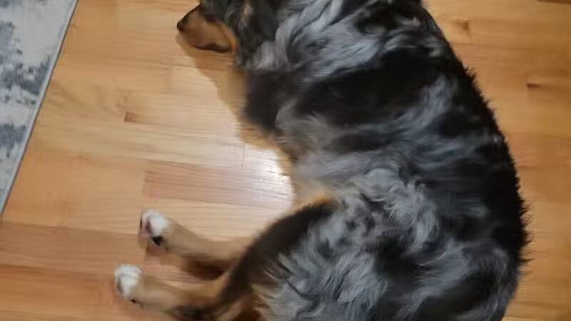 Paws To Wash - Bridgman,