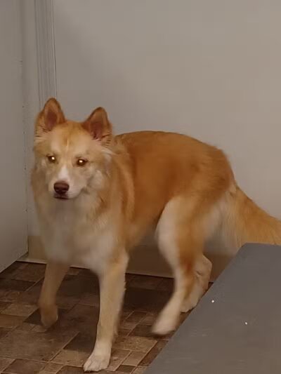 Paws To Wash - Bridgman,