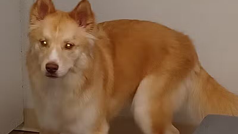 Paws To Wash - Bridgman,