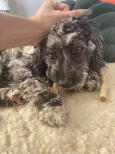 Paws To Wash - Bridgman,