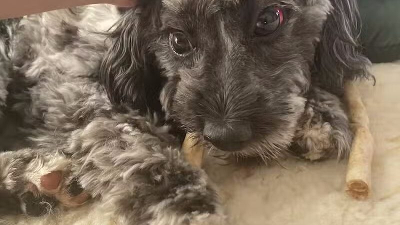 Paws To Wash - Bridgman,