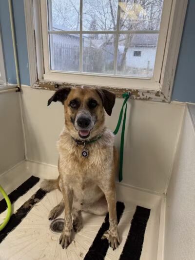 Paws To Wash - Bridgman,